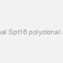 Polyclonal Spt16 polyclonal antibody